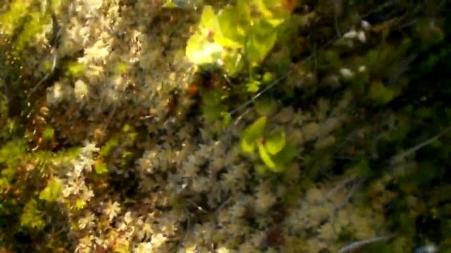 Лето в дереВне - ч.5 \ морошка трип смотреть онлайн