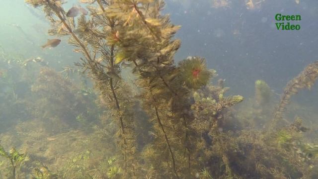 Wild Aquarium 9. Amur Bitterling /Обыкновенный горчак. Music by Ludub Ochirov. Green Video 野生の水族館 смотреть онлайн