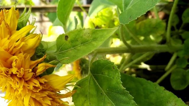 Teddy Bear టెడ్డిబేర్ Sunflower/ Helianthus Annuus Care & Propagation | English Sub | Prema's Garde
