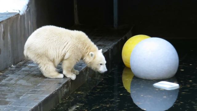 Медвежата долго спали, но Шайна проснулась первая 26.09.2019 смотреть онлайн