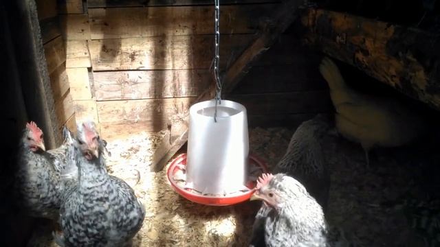 Три месяца цыплятам породы Кремовый Легбар. Сравниваем с Австралорпом и Пушкинской. Нюансы роста. смотреть онлайн