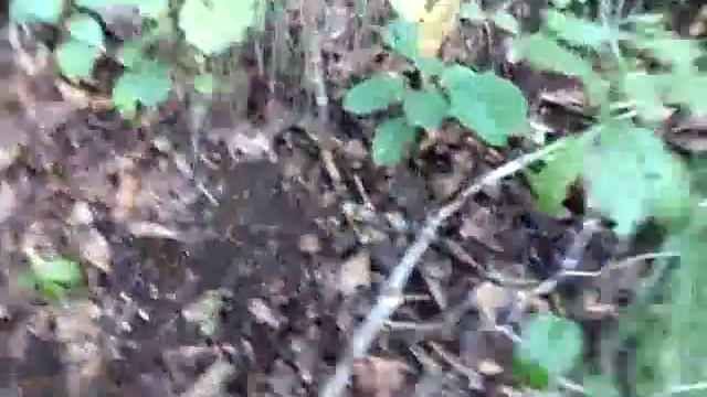 Уникальное растение Женьшень смотреть онлайн