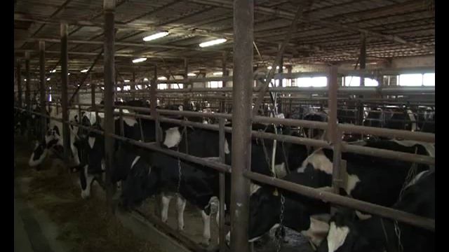 КОЛХОЗ ИМ.С.М.КИРОВА: вчера, сегодня, завтра смотреть онлайн