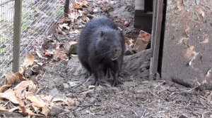 Заселение семьи нутрий в вольер.