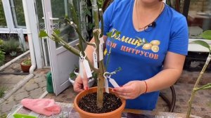 Когда снимать пакет и обмотку с прививки