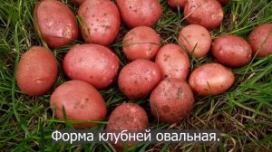 Сорт картофеля Алуэт. Potato seeds Alouette.