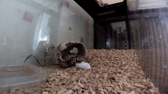 Python vs Souris by GOPRO Hero3 смотреть онлайн