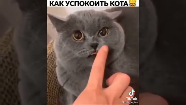 Берите лайфхак как успокоить кота если он злится на вас смотреть онлайн