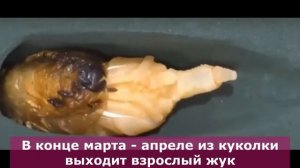 жук носорог