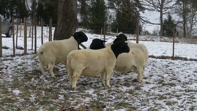 Племенной баран породы Дорпер / МимимиКо / овцы Дорпер / MimimiKo / отличные показатели смотреть онлайн