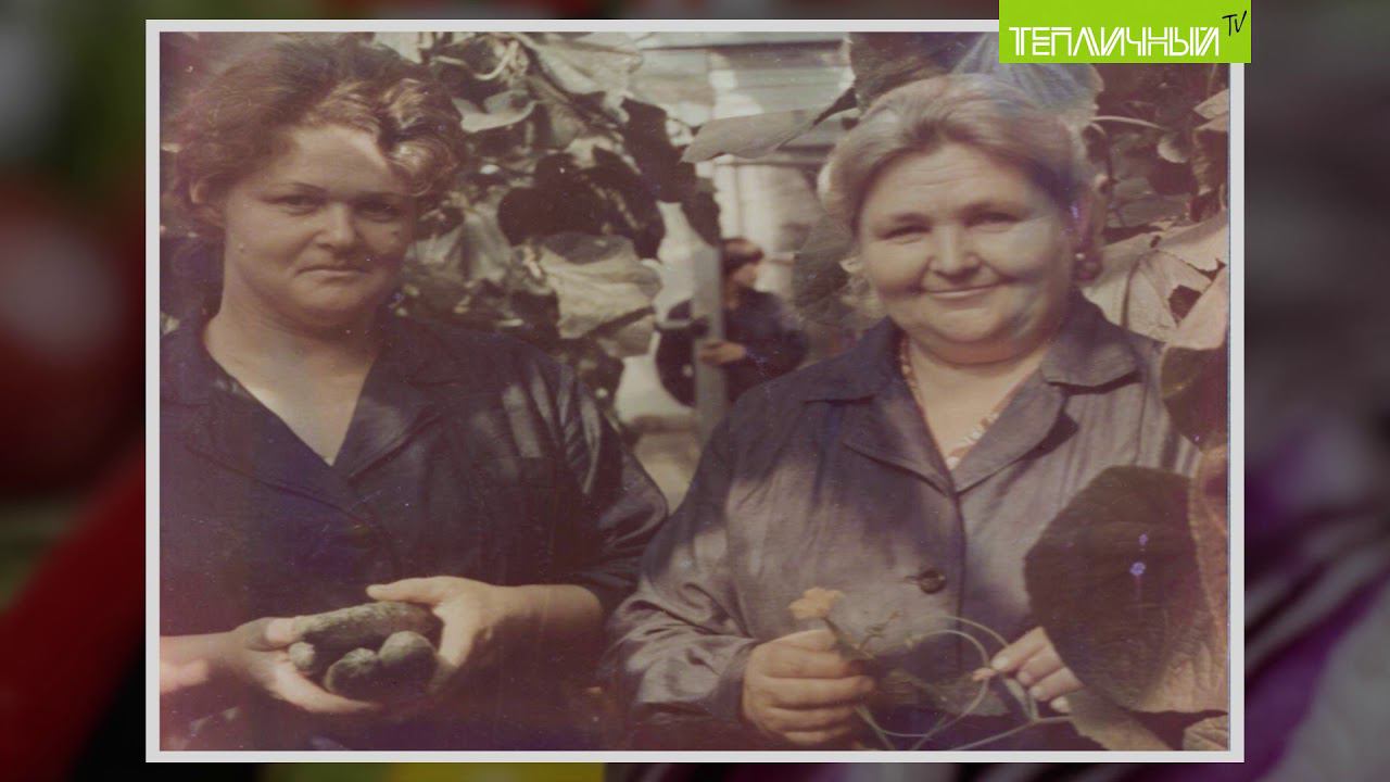 "Тепличный TV". Выпуск 13 смотреть онлайн