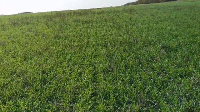 В гостях у фермера Александра Воротынцева. Новый Буг. Николаевская обл. смотреть онлайн