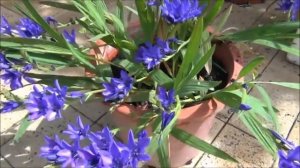 Babiana pulchara flowering