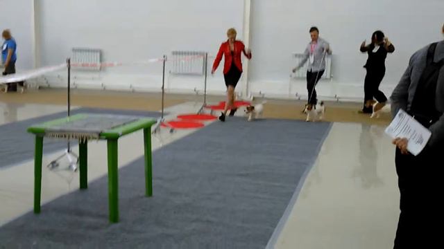 Выставка 06/02/2016 Джек расселы, сравнение на ЛПП Йошкар-Ола смотреть онлайн