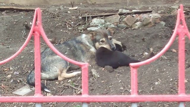 Жесть! Слабонервным не смотреть!!! Собака грызёт котэ. смотреть онлайн