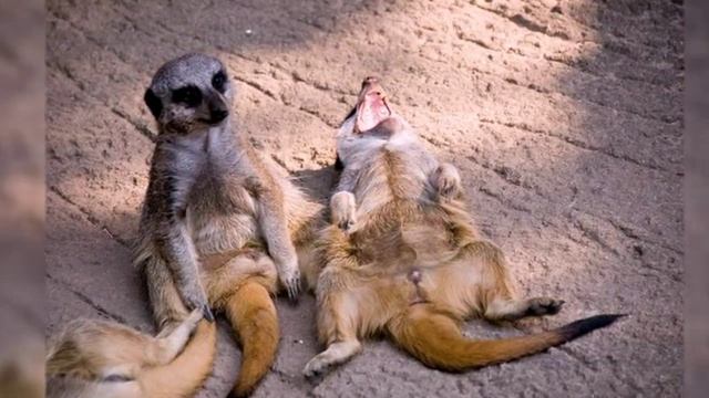 Природа улыбается Фото смешных животных смотреть онлайн