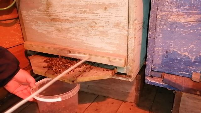 Много подмора во время зимовки. Нужно убирать или нет? смотреть онлайн