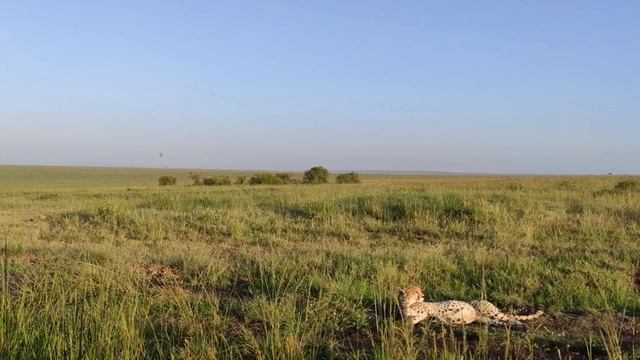 हंसता हुआ तेंदुआ, The laughing Leopard | Hugh Allen Hunting Stories | Jungle Adventure #Corbettlore смотреть онлайн