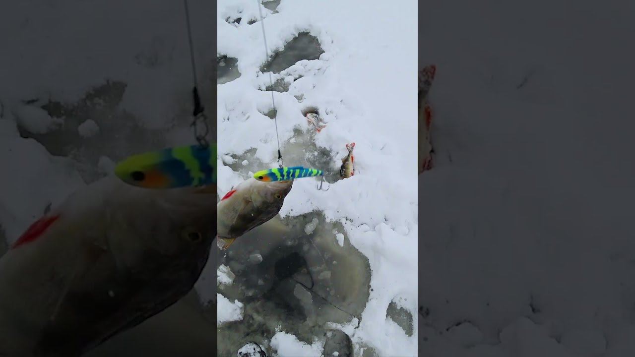 РЫБА СОШЛА С УМА, САМА ЛЕЗЕТ ИЗ ЛУНКИ! #shorts #fishing #рыбалка смотреть онлайн