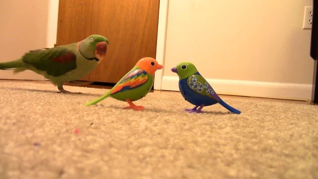 Real Bird's Reaction to Digibirds, Part 2 смотреть онлайн