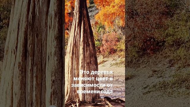 Болотный кипарис или по другому Таксодиум, растёт в заболоченных местах, весной и летом они зеленые смотреть онлайн