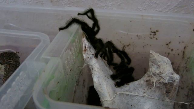 Avicularia purpurea Giant spider lucky contact смотреть онлайн