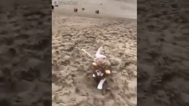 Маленький лев в пустыне, Little lion in the desert смотреть онлайн