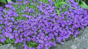 Как Выращивать ОБРИЕТУ, а также ВСЁ о Посадке и Уходе