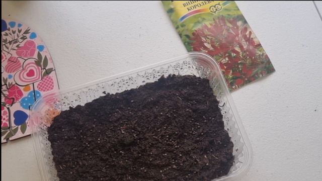 Посев клеомы