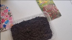 Посев клеомы