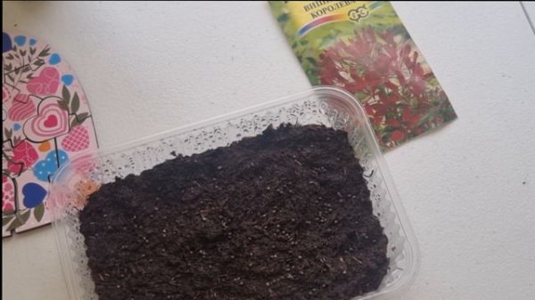 Посев клеомы