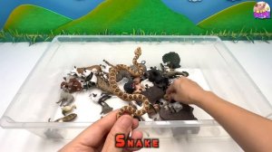 100 Animals Box With Schleich Collecta Figure| Wildlife Farm Zoo Animals English Korean