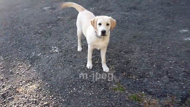 Bermuda: Test video using Sony Vegas 9.0c, Panasonic TS1, Canon HF100 смотреть онлайн