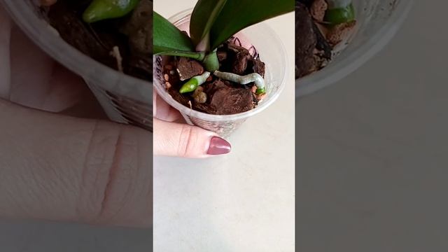 Орхидея Африканский закат? смотреть онлайн