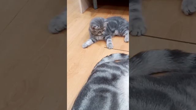 Британские котята,мраморного окраса смотреть онлайн
