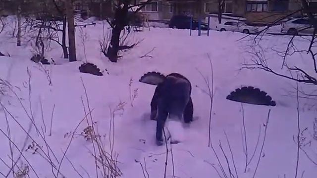 Конь педальный) смотреть онлайн