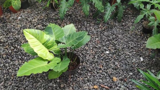 PHILODENDRON SNOWDRIFT VARIEGATA !!!! SI AROID CANTIK !!! #philodendron #aroid #variegata