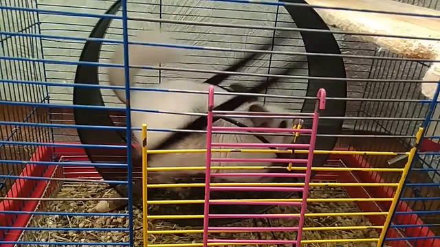 Шиншилла бегает в колесе /подборка/ смотреть онлайн