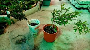 Цветение граната.Пересадка. Выращивание,уход за домашним гранатом