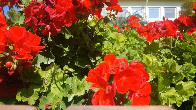 Flower Red Primula 4k Ultra High Definition смотреть онлайн