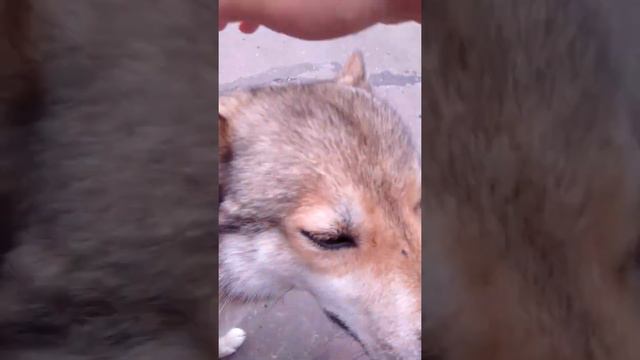 собаки Ника и Альфа очень добрые. (видео с животными.) смотреть онлайн