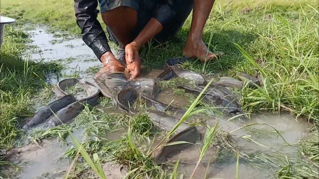 amazing fishing! A fisherman catches fish in a meadow after it rains near a pond смотреть онлайн