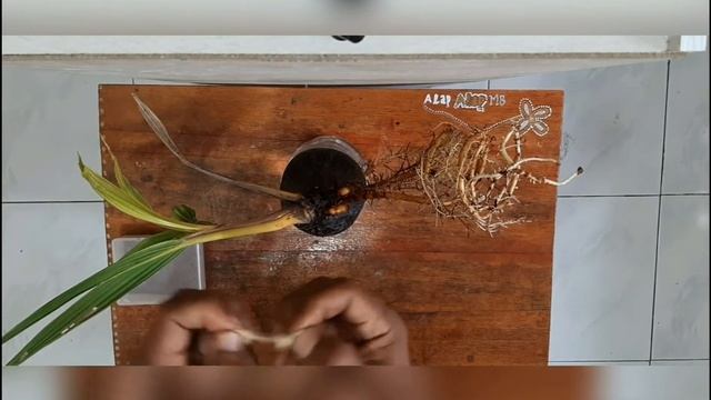 Cara cangkok batok bonsai kelapa// coconut bonsai #bonkla смотреть онлайн