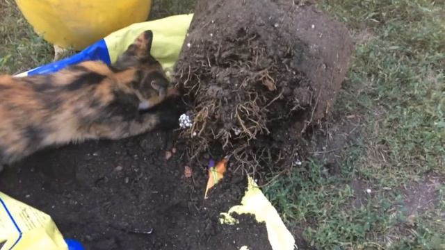 Цитрусовые. Из теплицы под открытое небо. Пересадка большого домашнего лимона Пондерозы / Ponderosa