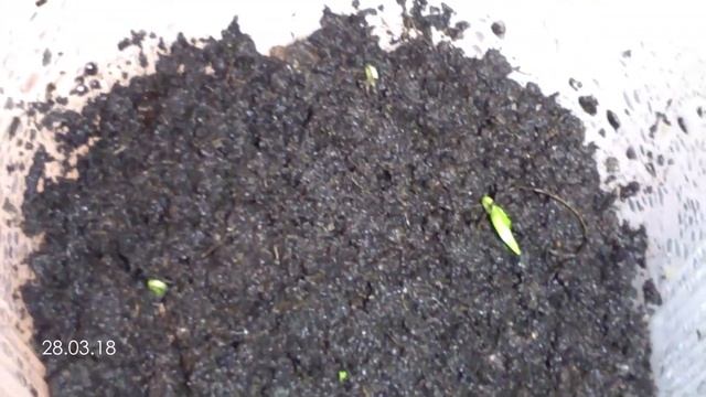 Перцы на балконе ч.1 смотреть онлайн