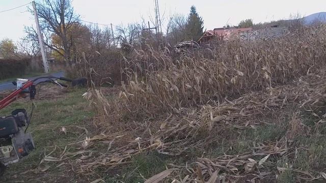 Néhány gondolat a kukorica szár vágáskor az MF 70 diesel trakival. смотреть онлайн