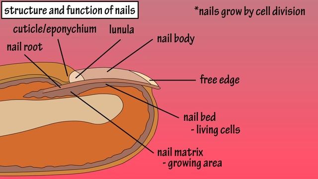 Structure Of Nails - Function Of Nails - Anatomy Of Nails - Why Do We Have Nails