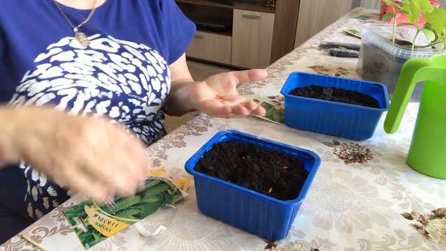 Посадка огрцов Мои любимые сорта Как правильно пересадить рассаду , Что бы не повредить корешки смотреть онлайн