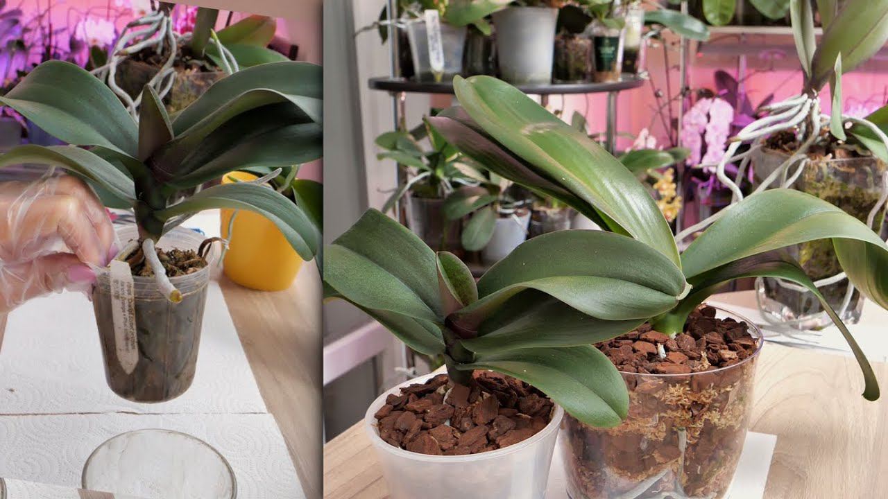 Пересадим две орхидеи с МАЛЕНЬКОЙ корневой и с ПРОБЛЕМНОЙ ШЕЕЙ. смотреть онлайн