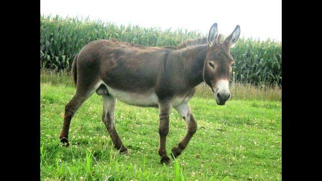 Donkey And Mule Sounds